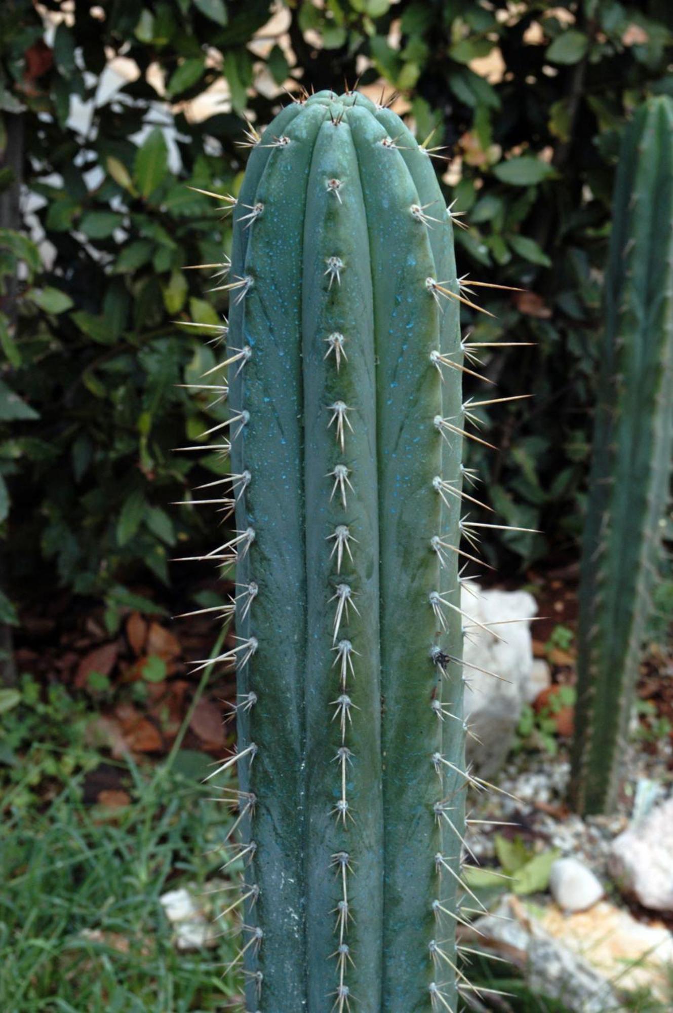 Cactus House Gaspar Zadar Eksteriør billede